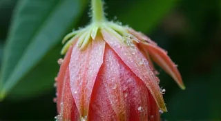 Ephemeral Treasures: The Art of Harvesting Time-Sensitive Fruits