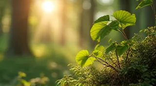 The Siren’s Bloom: Wild Fruit Foraging & Ethical Harvesting