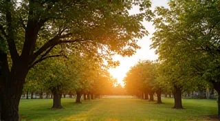 The Sunstone Orchard: Maximizing Solar Exposure for Abundant Fruit